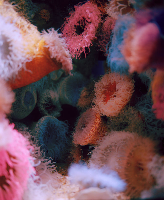 Anemone Scene Two